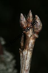 Felsen-Johannisbeere, Ribes petraeum Kauf von 06691_ribes_petraeum_img_6894.jpg