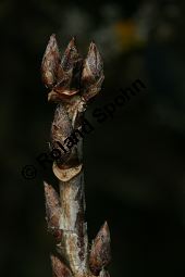 Felsen-Johannisbeere, Ribes petraeum Kauf von 06691_ribes_petraeum_img_6895.jpg