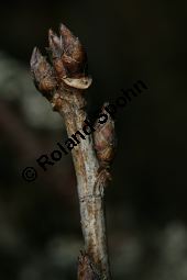 Felsen-Johannisbeere, Ribes petraeum Kauf von 06691_ribes_petraeum_img_6896.jpg
