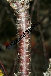 Felsen-Johannisbeere, Ribes petraeum Kauf von 06691_ribes_petraeum_img_6897.jpg