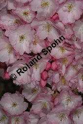 Frühlings-Kirsche, Frühjahrs-Kirsche, Higan-Kirsche, Prunus subhirtella Sorte Kauf von 06693_prunus_subhirtella_sorte_img_7295.jpg