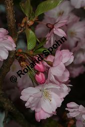Frühlings-Kirsche, Frühjahrs-Kirsche, Higan-Kirsche, Prunus subhirtella Sorte Kauf von 06693_prunus_subhirtella_sorte_img_7296.jpg