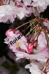 Frühlings-Kirsche, Frühjahrs-Kirsche, Higan-Kirsche, Prunus subhirtella Sorte Kauf von 06693_prunus_subhirtella_sorte_img_7297.jpg