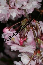 Frühlings-Kirsche, Frühjahrs-Kirsche, Higan-Kirsche, Prunus subhirtella Sorte Kauf von 06693_prunus_subhirtella_sorte_img_7298.jpg
