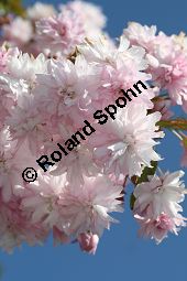 Grannen-Kirsche 'Kiku-Shidare-Zakura', Japanische Blütenkirsche 'Kiku-Shidare-Zakura', Prunus serrulata 'Kiku-Shidare-Zakura' Kauf von 06695_prunus_serrulata_kiku_shidare_zakuraimg_7380.jpg