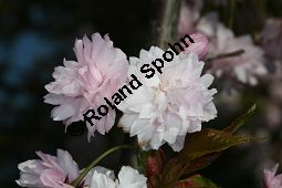 Grannen-Kirsche 'Kiku-Shidare-Zakura', Japanische Bltenkirsche 'Kiku-Shidare-Zakura', Prunus serrulata 'Kiku-Shidare-Zakura' Kauf von 06695_prunus_serrulata_kiku_shidare_zakuraimg_7381.jpg