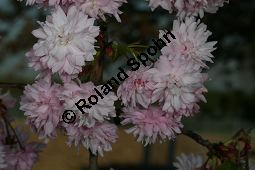 Grannen-Kirsche 'Kiku-Shidare-Zakura', Japanische Bltenkirsche 'Kiku-Shidare-Zakura', Prunus serrulata 'Kiku-Shidare-Zakura' Kauf von 06695_prunus_serrulata_kiku_shidare_zakuraimg_7382.jpg