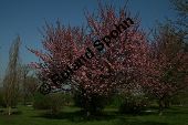 Grannen-Kirsche 'Kanzan', Japanische Blüten-Kirsche 'Kanzan', Prunus serrulata 'Kanzan' Kauf von 06696_prunus_serrulata_kanzan_img_7388.jpg