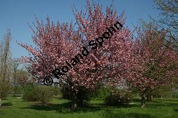 Grannen-Kirsche 'Kanzan', Japanische Blüten-Kirsche 'Kanzan', Prunus serrulata 'Kanzan' Kauf von 06696_prunus_serrulata_kanzan_img_7389.jpg