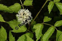 Rotfrchtiges Christophskraut, Actaea rubra Kauf von 06703_actaea_rubraimg_7598.jpg