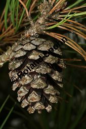 Korsische Kiefer, Korsische Schwarz-Kiefer, Pinus nigra var. laricio, Pinus nigra var. corsicana Kauf von 06707_pinus_nigra_laricio_img_0441.jpg