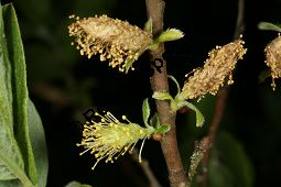 Salix aurita x Salix purpurea, Salix aurea x purpurea Kauf von 06708_salix_aurita_purpurea_img_7793.jpg