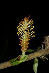 Salix fragilis 'Americana' Kauf von 06709_salix_fragilis_americana_img_7813.jpg