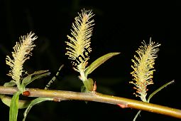 Salix fragilis 'Americana' Kauf von 06709_salix_fragilis_americana_img_7817.jpg