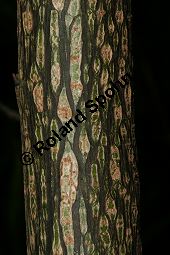 Spitzblättrige Weide, Salix acutifolia Kauf von 06710_salix_acutifolia_img_8261.jpg
