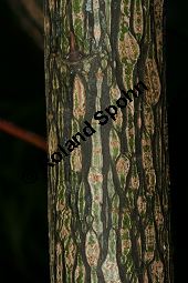Spitzblättrige Weide, Salix acutifolia Kauf von 06710_salix_acutifolia_img_8262.jpg