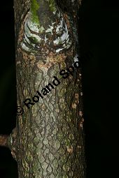 Spitzblättrige Weide, Salix acutifolia Kauf von 06710_salix_acutifolia_img_8263.jpg