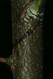Spitzblättrige Weide, Salix acutifolia Kauf von 06710_salix_acutifolia_img_8264.jpg