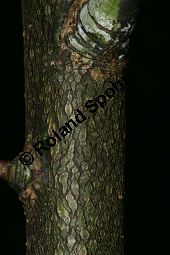 Spitzblättrige Weide, Salix acutifolia Kauf von 06710_salix_acutifolia_img_8265.jpg