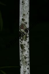 Spitzblättrige Weide, Salix acutifolia Kauf von 06710_salix_acutifolia_img_8266.jpg