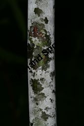 Spitzblättrige Weide, Salix acutifolia Kauf von 06710_salix_acutifolia_img_8267.jpg