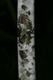 Spitzblttrige Weide, Salix acutifolia Kauf von 06710_salix_acutifolia_img_8267.jpg