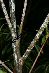 Spitzblättrige Weide, Salix acutifolia Kauf von 06710_salix_acutifolia_img_8268.jpg