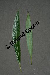 Spitzblättrige Weide, Salix acutifolia Kauf von 06710_salix_acutifolia_img_8269.jpg