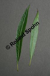 Spitzblättrige Weide, Salix acutifolia Kauf von 06710_salix_acutifolia_img_8270.jpg