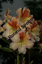 Rhododendron-Hybride Bernstein, Rhododendron Kauf von 06711_rhododendron_hybride_bernstein_img_8366.jpg