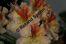 Rhododendron-Hybride Bernstein, Rhododendron Kauf von 06711_rhododendron_hybride_bernstein_img_8367.jpg