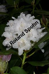 Rhododendron-Hybride 'Boule de Neige', Großblumiger Rhododendron 'Boule de Neige', Rhododendron Kauf von 06713_rhododendron_hybride_bouledeneige_img_8357.jpg