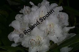 Rhododendron-Hybride 'Boule de Neige', Großblumiger Rhododendron 'Boule de Neige', Rhododendron Kauf von 06713_rhododendron_hybride_bouledeneige_img_8358.jpg