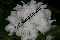 Rhododendron-Hybride 'Boule de Neige', Großblumiger Rhododendron 'Boule de Neige', Rhododendron Kauf von 06713_rhododendron_hybride_bouledeneige_img_8359.jpg