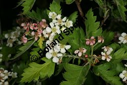 Schwarzfrchtiger Weidorn, Crataegus nigra Kauf von 06714_crataegus_nigra_img_8308.jpg