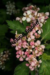 Schwarzfrchtiger Weidorn, Crataegus nigra Kauf von 06714_crataegus_nigra_img_8309.jpg