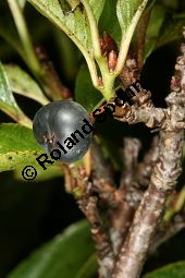 Zwerg-Kreuzdorn, Rhamnus pumila Kauf von 06715_rhamnus_pumila_img_1055.jpg