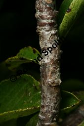 Zwerg-Kreuzdorn, Rhamnus pumila Kauf von 06715_rhamnus_pumila_img_1057.jpg