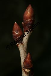 Zwerg-Kreuzdorn, Rhamnus pumila Kauf von 06715_rhamnus_pumila_img_2251.jpg