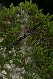 Zwerg-Kreuzdorn, Rhamnus pumila Kauf von 06715_rhamnus_pumila_img_8505.jpg