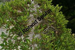 Zwerg-Kreuzdorn, Rhamnus pumila Kauf von 06715_rhamnus_pumila_img_8507.jpg