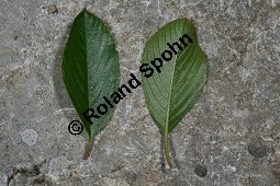 Zwerg-Kreuzdorn, Rhamnus pumila Kauf von 06715_rhamnus_pumila_img_8508.jpg