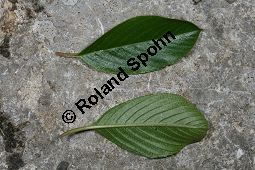 Zwerg-Kreuzdorn, Rhamnus pumila Kauf von 06715_rhamnus_pumila_img_8509.jpg