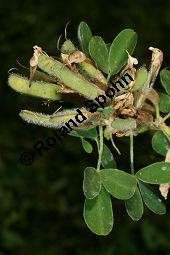 Behaarter Zwergginster, Chamaecytisus hirsutus, Cytisus hirsutus Kauf von 06720_chamaecytisus_hirsutus_img_8904.jpg