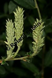 Kriech-Weide, Moor-Weide, Salix repens Kauf von 06723_salix_repens_img_9394.jpg