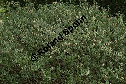 Kriech-Weide, Moor-Weide, Salix repens Kauf von 06723_salix_repens_img_9400.jpg
