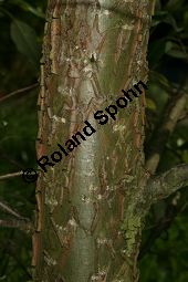 Haarfrüchtige Balsam-Pappel, Westliche Balsam-Pappel, Populus trichocarpa Kauf von 06725_populus_trichocarpa_img_1245.jpg