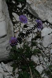 Glänzende Skabiose, Glänzendes Krätzkraut, Scabiosa lucida Kauf von 06727_scabiosa_lucida_img_9372.jpg