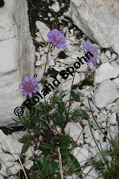 Glänzende Skabiose, Glänzendes Krätzkraut, Scabiosa lucida Kauf von 06727_scabiosa_lucida_img_9373.jpg