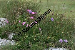 Stein-Nelke, Dianthus sylvestris und Glänzende Skabiose, Scabiosa lucida Kauf von 06728_dianthus_sylvestris_img_9381.jpg